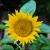 Sonnenblume von Frank Zinnemann