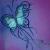 Schmetterling von