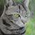 Katzenportrait von Gwydyon-Art