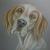 English Setter Sally von KEWA