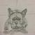French Bulldog quick spontaneous sketch von A-Nash