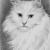 Katze Celine von