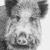 Wildschwein von