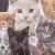 Cats von