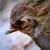 Spatz von bernd hiep