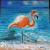 Flamingospaziergang von