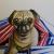 Mops Mopsi im Bett von Mea Meike Dörschuck