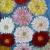 Gerbera von juhei