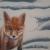 Fox von Talia