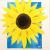 Sonnenblume von