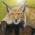 Der Luchs von juhei