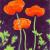 3 Mohnblumen von