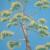 pitera (Agave) von