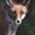 Junger Fuchs von