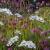 Skabiosen (Flockenblumen) von GH