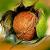 Walnut von Heike Müller
