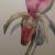 Orchidee Frauenschuh von Mea Meike Dörschuck