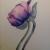 Tulpe von Mea Meike Dörschuck