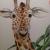 Giraffe von Mea Meike Dörschuck