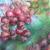 Beeren von Clementine