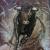 BULL von Monika Luniak