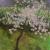 Magnolienbaum von Katja