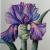 Iris, die blaue Schönheit von Mea Meike Dörschuck