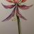 Exotic Amaryllis von Mea Meike Dörschuck