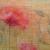 Mohn von Clementine
