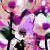 Secret Garden von isArt