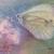 Butterfly von Clementine
