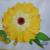 Ringelblume von