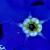 seastar von SK