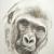 Gorilla von