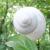 spiral way von SK