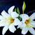 Amaryllis von