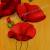 Mohn von