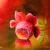 rote Rose von