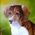 Mischlingshund Susi von