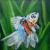 Goldfisch von
