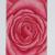 Rosen 2 von