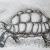 " SCHILDKRÖTENVERSUCH " von