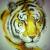 Tiger von