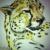 Gepard von