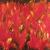 Fieberblumen von