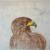 Bussard von Ellen Meyer