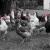 Bunch Of Chickens von Bronson