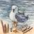 Möwe sammelt Strandgut von Bärbel Schissler