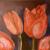 tulp von H.O.