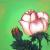 Rosenblüte von Maligra
